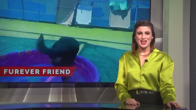 Las Vegas Review Journal News | Adopt ‘Moose’ at the Southern Nevada SPCA