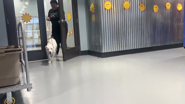 Las Vegas Review Journal Sports | Please Adopt Elsa Today