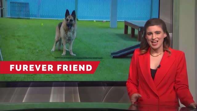 Las Vegas Review Journal News | Adopt Kaleidus Today at the Southern Nevada SPCA