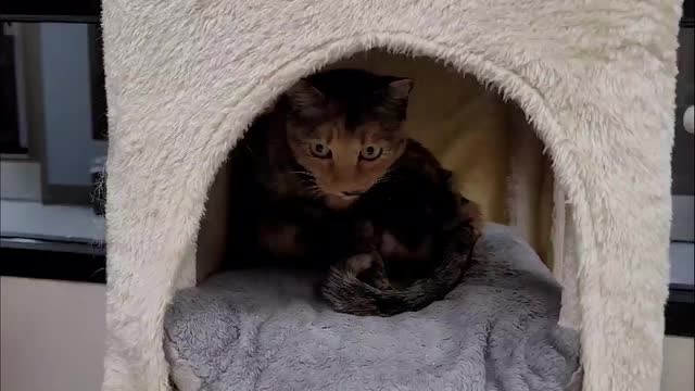 Las Vegas Review Journal Sports | Please Adopt Peaches!
