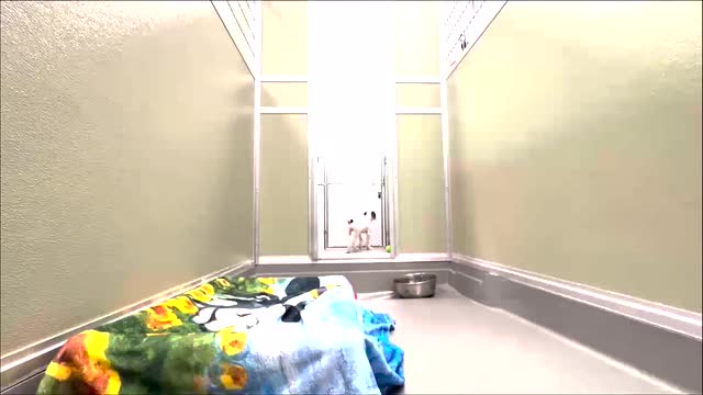 Las Vegas Review Journal Sports | Please Adopt Nicki!!