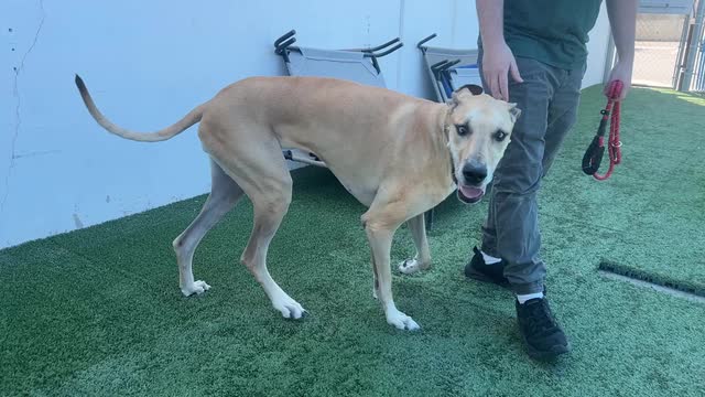 Las Vegas Review Journal Sports | Please Adopt Athena!