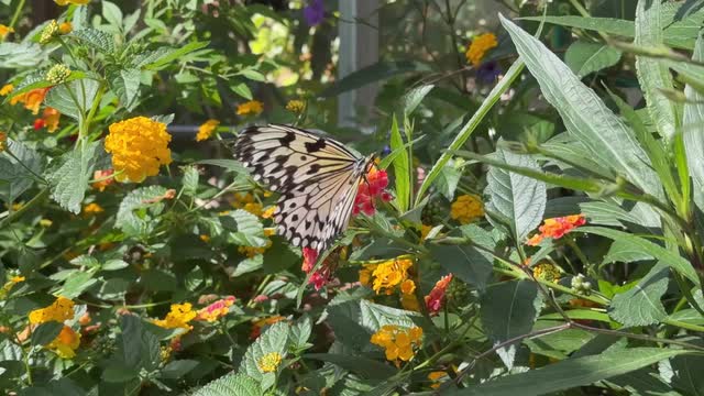 Las Vegas Review Journal Sports | Please adopt Cristal, Ragnar and Lorelei